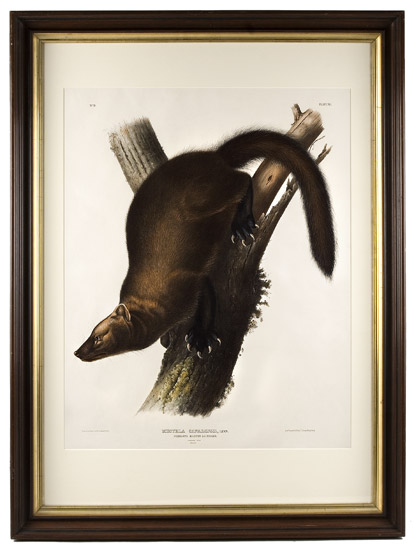 Audubon, John James (1785-1851) Pennants Marten or Fisher, Plate XLI, entire view